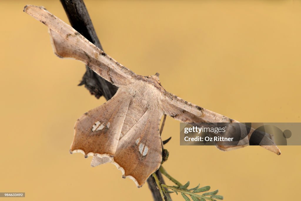 Coenina dentataria  - Geometridae