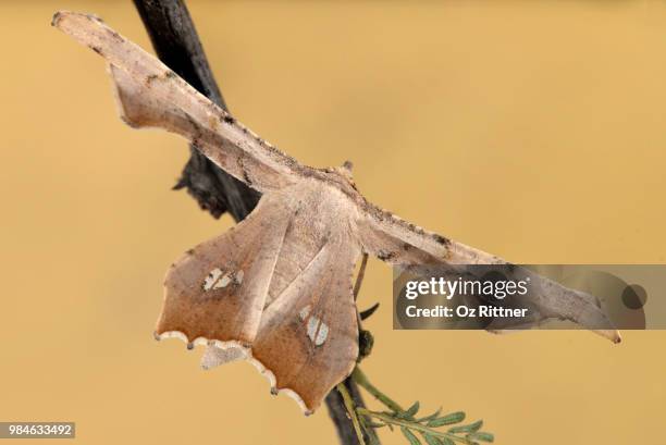 coenina dentataria  - geometridae - geometridae stock pictures, royalty-free photos & images
