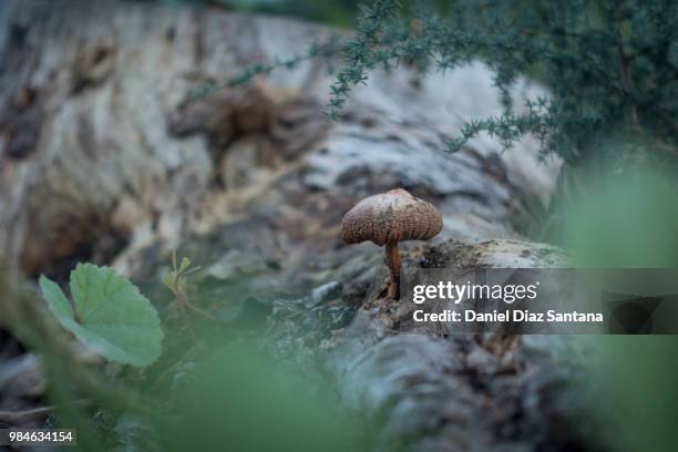 little mushroom - silva v diaz stock pictures, royalty-free photos & images