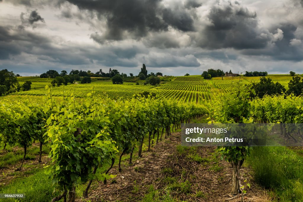 Vineyards under the dramatic sky. Gascony, France
