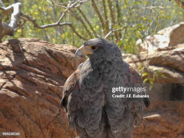 Alaskan Raptor Bird 894 Raptor (Bird) Stock Photos, High-Res Pictures, and Images - Getty ...