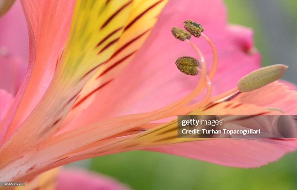 Peruvian lily