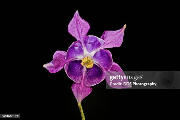 flower power - dds stock pictures, royalty-free photos & images