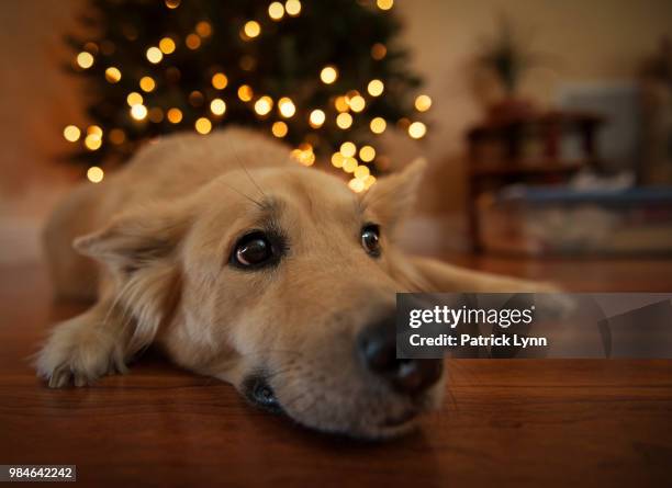 christmas dog - lynn pleasant bildbanksfoton och bilder