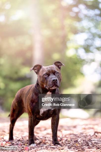 a bull terrier. - staffordshire bull terrier stock pictures, royalty-free photos & images