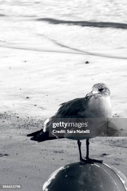 a day at the beach - sara natelli stock-fotos und bilder