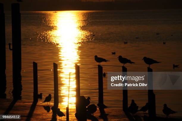 sunset zug - lake zug stockfoto's en -beelden