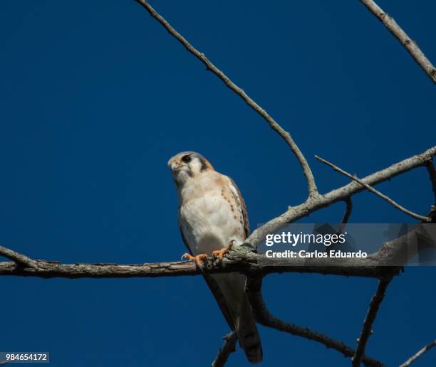 american kestrel / cuyaya (falco sparverius) - carlos falco stock-fotos und bilder