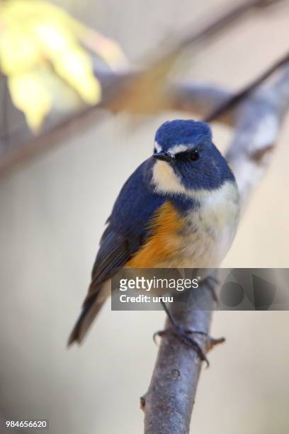 l'oiseau bleu #55 - oiseau stock pictures, royalty-free photos & images