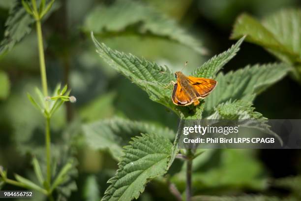 male large skipper butterfly (ochlodes venatus) - hesperiidae stock pictures, royalty-free photos & images