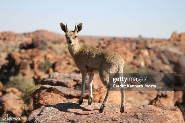 a klipspringer in augrabies falls national park, south africa. - klippspringare bildbanksfoton och bilder