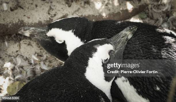 loving penguins - african penguin stock-fotos und bilder