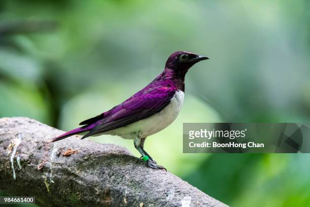 violet backed starling (cinnyricinclus leucogaster) - leucogaster stock pictures, royalty-free photos & images