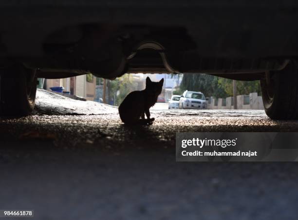 cat - najat stockfoto's en -beelden