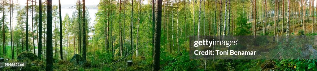 Forest above the "Harju