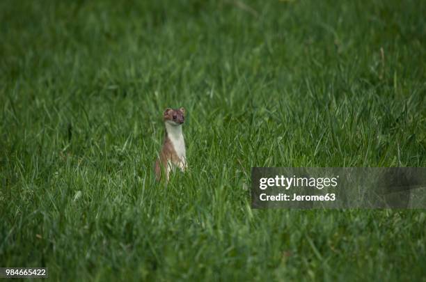 hermine / ermine - ermine stock pictures, royalty-free photos & images