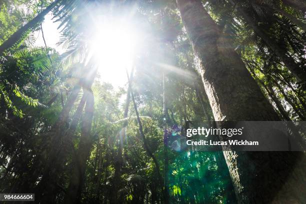 tropical - wickham stock pictures, royalty-free photos & images