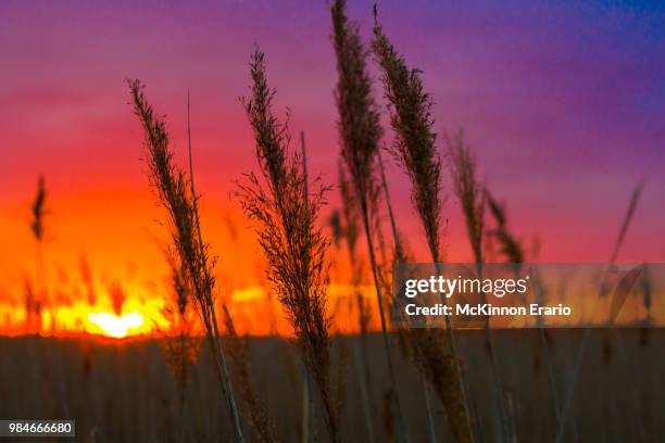 pine barrens sunset - mckinnon stock pictures, royalty-free photos & images