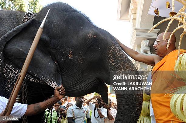 Sri Lankan Buddhist monk anoints a temple elephant in the Bellanvila suburb of Colombo on April 15 as part of the traditional new year rituals. The...