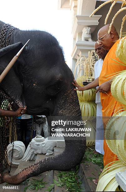 Sri Lankan Buddhist monk anoints a temple elephant in the Bellanvila suburb of Colombo on April 15 as part of the traditional new year rituals. The...