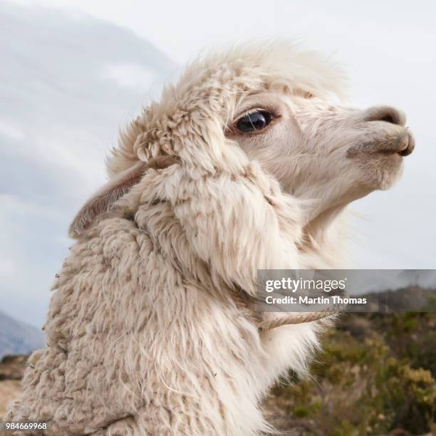 llama, islas del sol, bolivia - islas stock-fotos und bilder