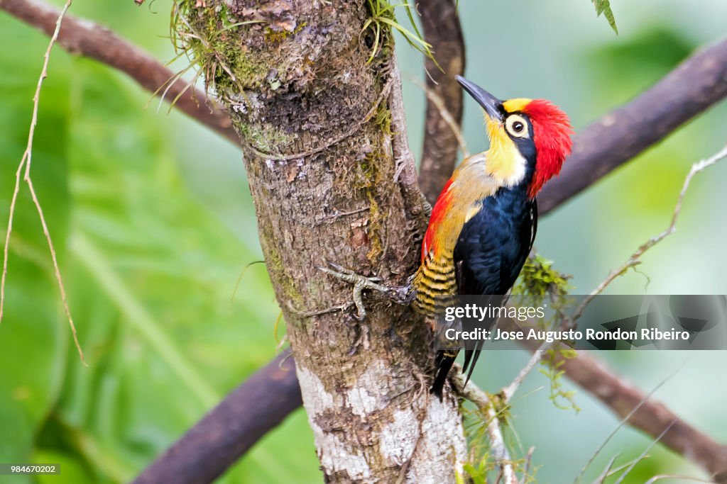 Yellow-fronted Woodpecker (male)