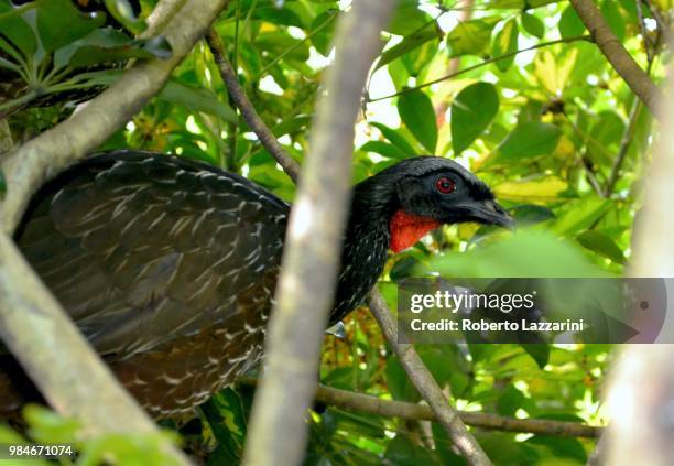 looking bird - hoatzin stock pictures, royalty-free photos & images