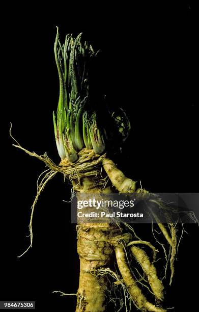 cochlearia armoracia (horseradish) - racine wisconsin stock pictures, royalty-free photos & images