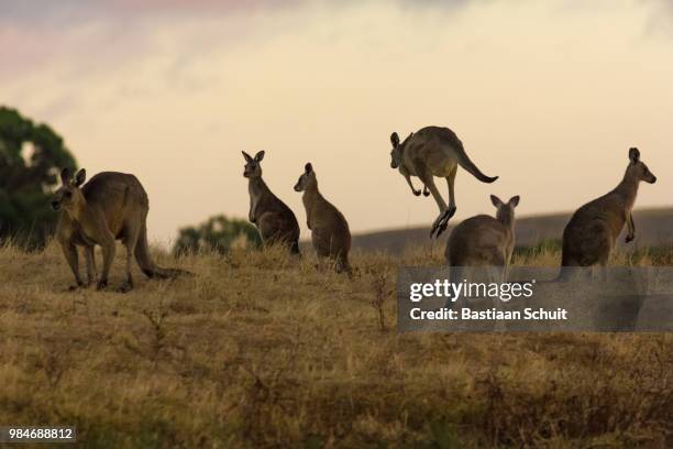 roos before sunrise - kangaroo jump stock pictures, royalty-free photos & images
