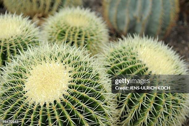 Golden Barrel cactuses are pictured in a greenhouse of the family enterprise "Kakteen-Haage" in Erfurt, eastern Germany, on April 14, 2010. According...