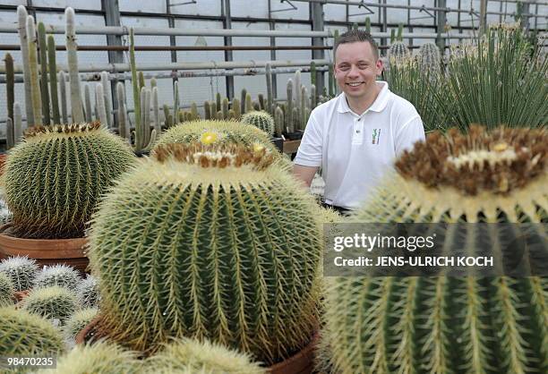 Ulrich Haage, owner of the family enterprise "Kakteen-Haage", poses behind Golden Barrel cactuses in a greenhouse in Erfurt, eastern Germany, on...