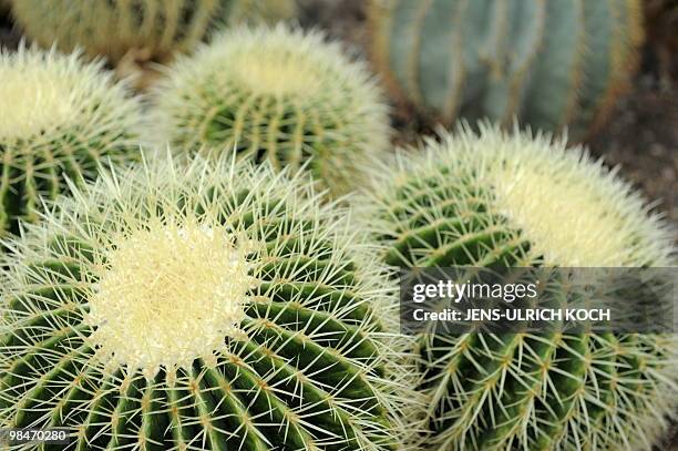 Golden Barrel cactuses are pictured in a greenhouse of the family enterprise "Kakteen-Haage" in Erfurt, eastern Germany, on April 14, 2010. According...