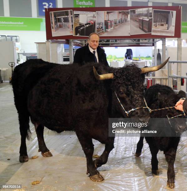 The president of the German Farmers' Federation, Joachim Rukwied, being briefed on Welsh Black cattle in the Halle Erlebnis Bauernhof during the...