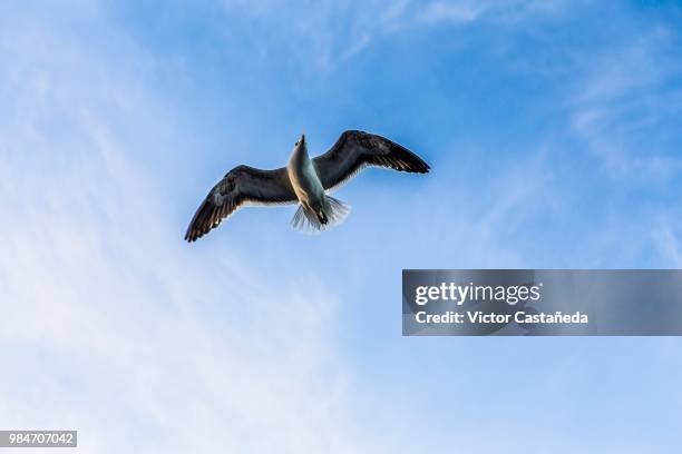 gaviota - gaivota stock pictures, royalty-free photos & images