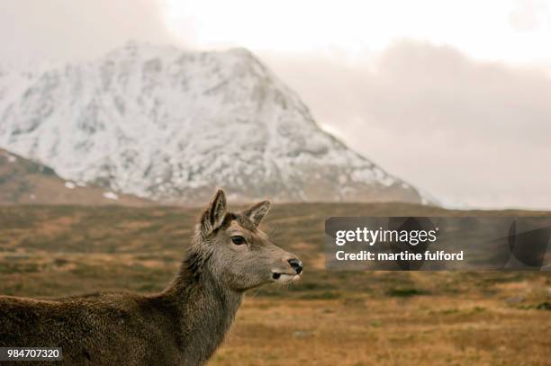 deer at buachaille - fulford stock pictures, royalty-free photos & images