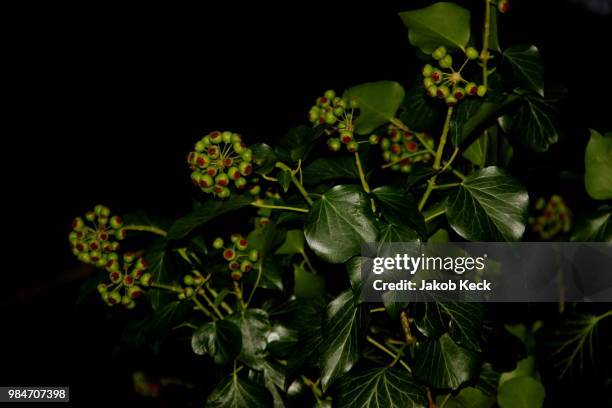 ivy in the dark - snipefish stock pictures, royalty-free photos & images