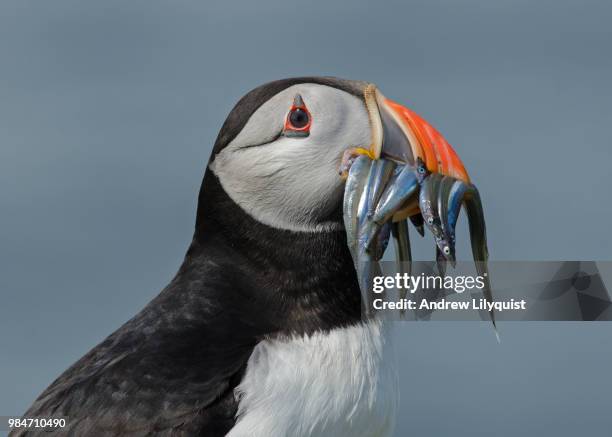 puffin profile - atlantic puffin stock pictures, royalty-free photos & images