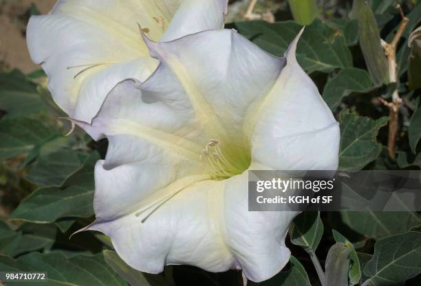 sacred datura - sacred datura stock pictures, royalty-free photos & images