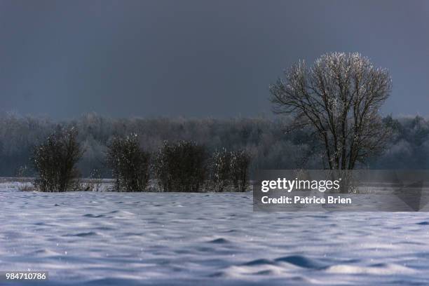 barbe blanche - barbe stock pictures, royalty-free photos & images