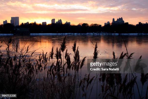 central park at dusk - sara natelli stock pictures, royalty-free photos & images