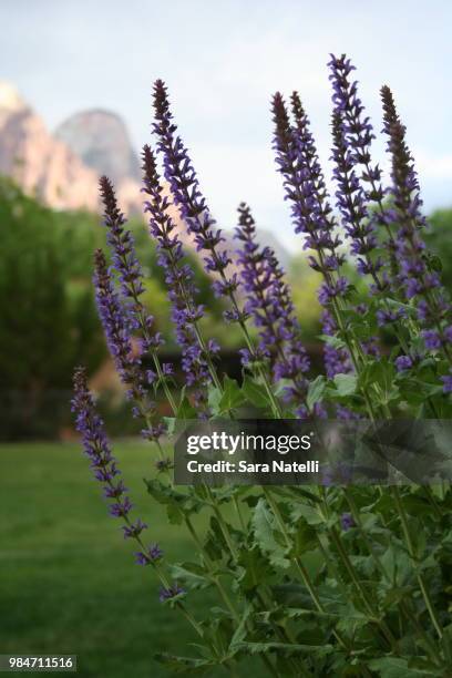 serene lavender - sara natelli stock pictures, royalty-free photos & images