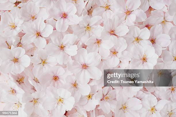 a lot of cherry blossoms - 花びら ストックフォトと画像