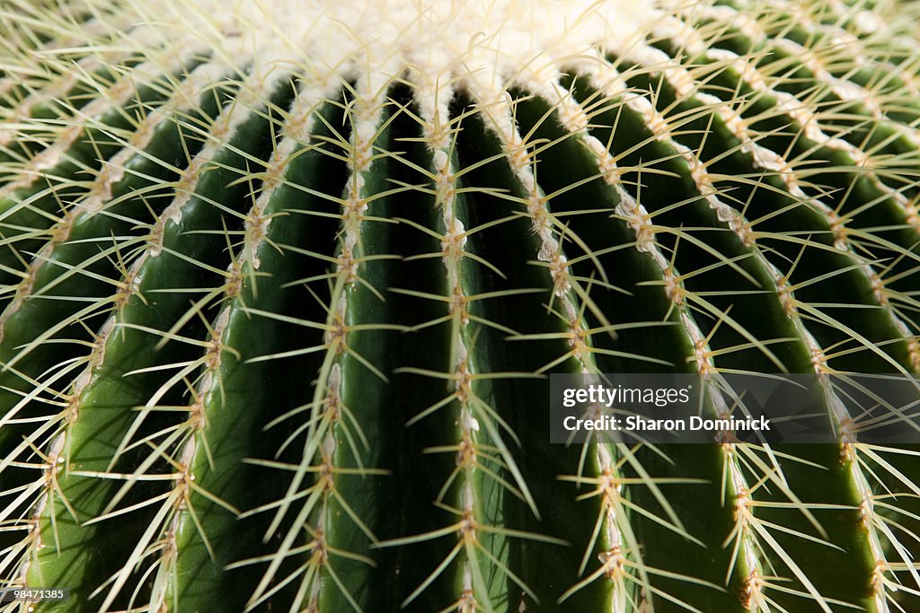 Cactus Closeup