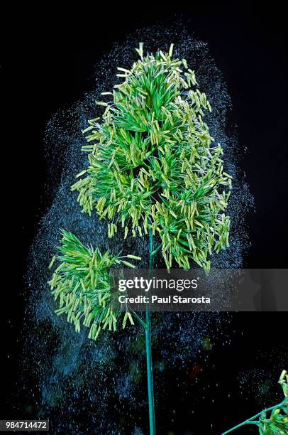 dactylis glomerata (cocksfoot, orchard grass, orchardgrass) - wind pollination (anemophily) - pollen air stock pictures, royalty-free photos & images