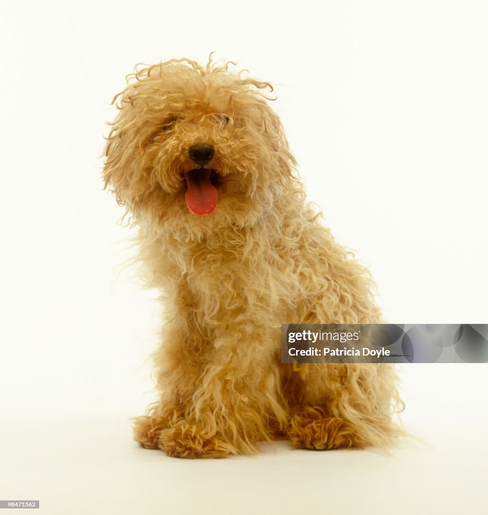 A very happy shaggy dog