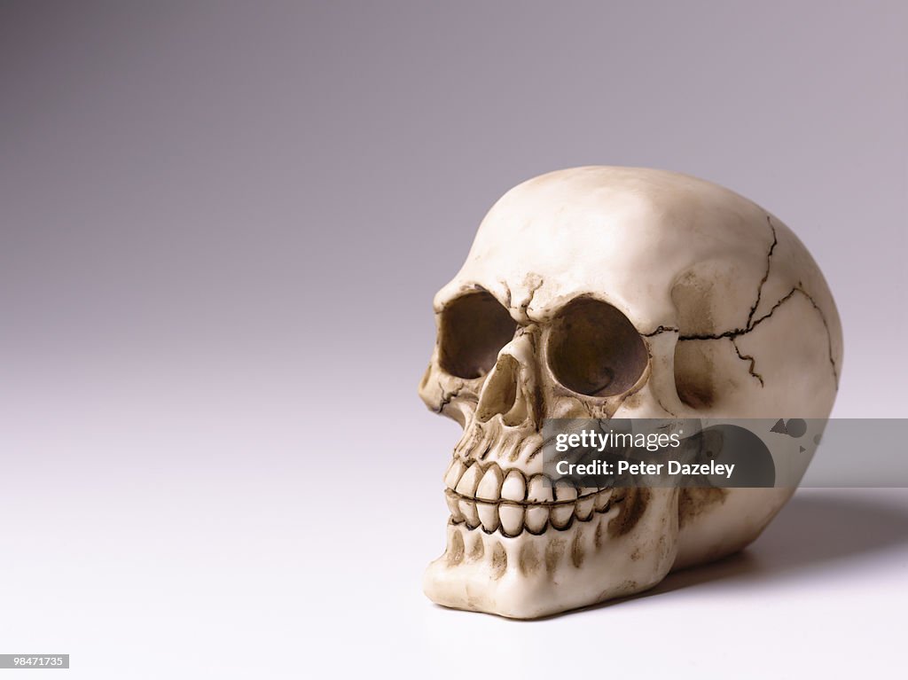 Skull with copy space