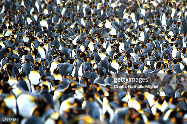 king penguin beach of saint andrew's bay - gold harbour stock pictures, royalty-free photos & images