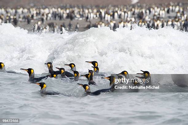 king penguin beach of saint andrew's bay - inselgruppe south sandwich islands stock-fotos und bilder