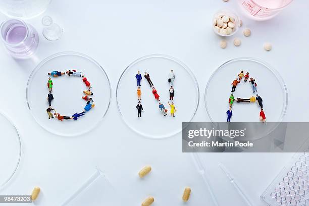 dna word in petri dishes out of miniature people - human representation stock-fotos und bilder