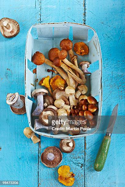 wild mushrooms in wooden punnet - speisepilz stock-fotos und bilder